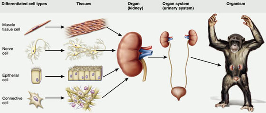 tissue that fill the gap between organs