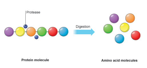 Molecules, digestion and enzymes Dr Randall Science